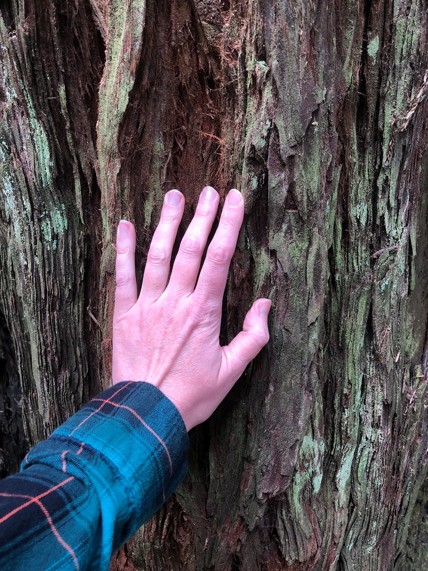 the brown and green bark of a redwood tree up close with a plaid-clothed left arm reaching toward it, whole hand against the bark in reverence
