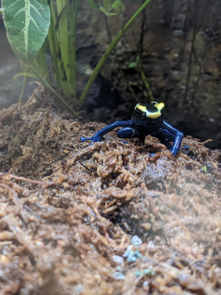 yellow and blue poison dart frog