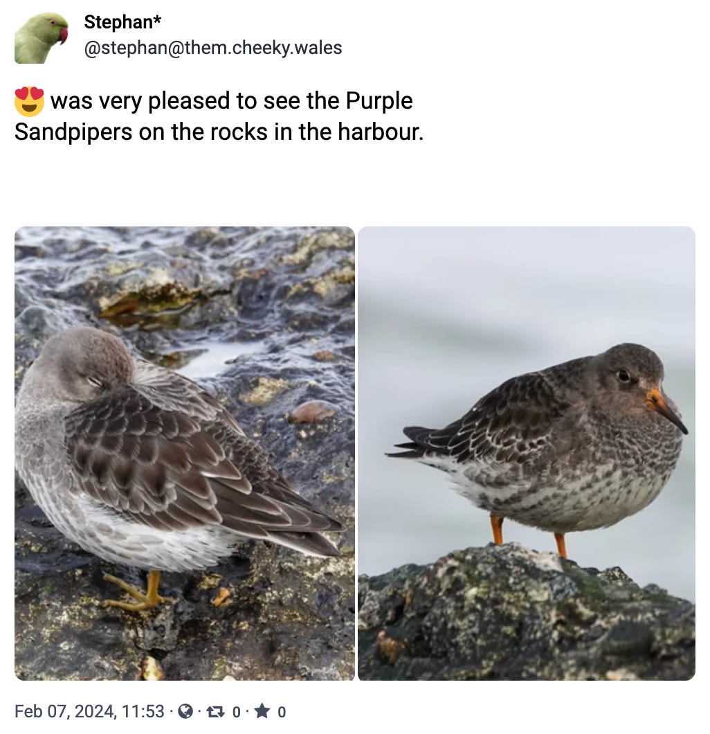 was very pleased to see the Purple Sandpipers on the rocks in the harbour. 