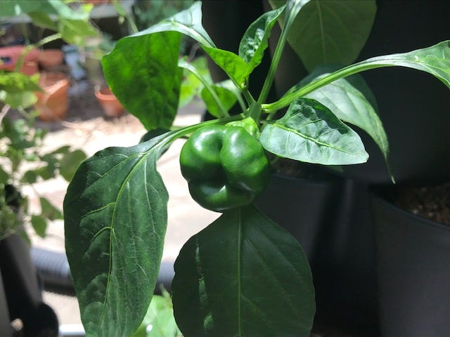 Hot Pepper Plant