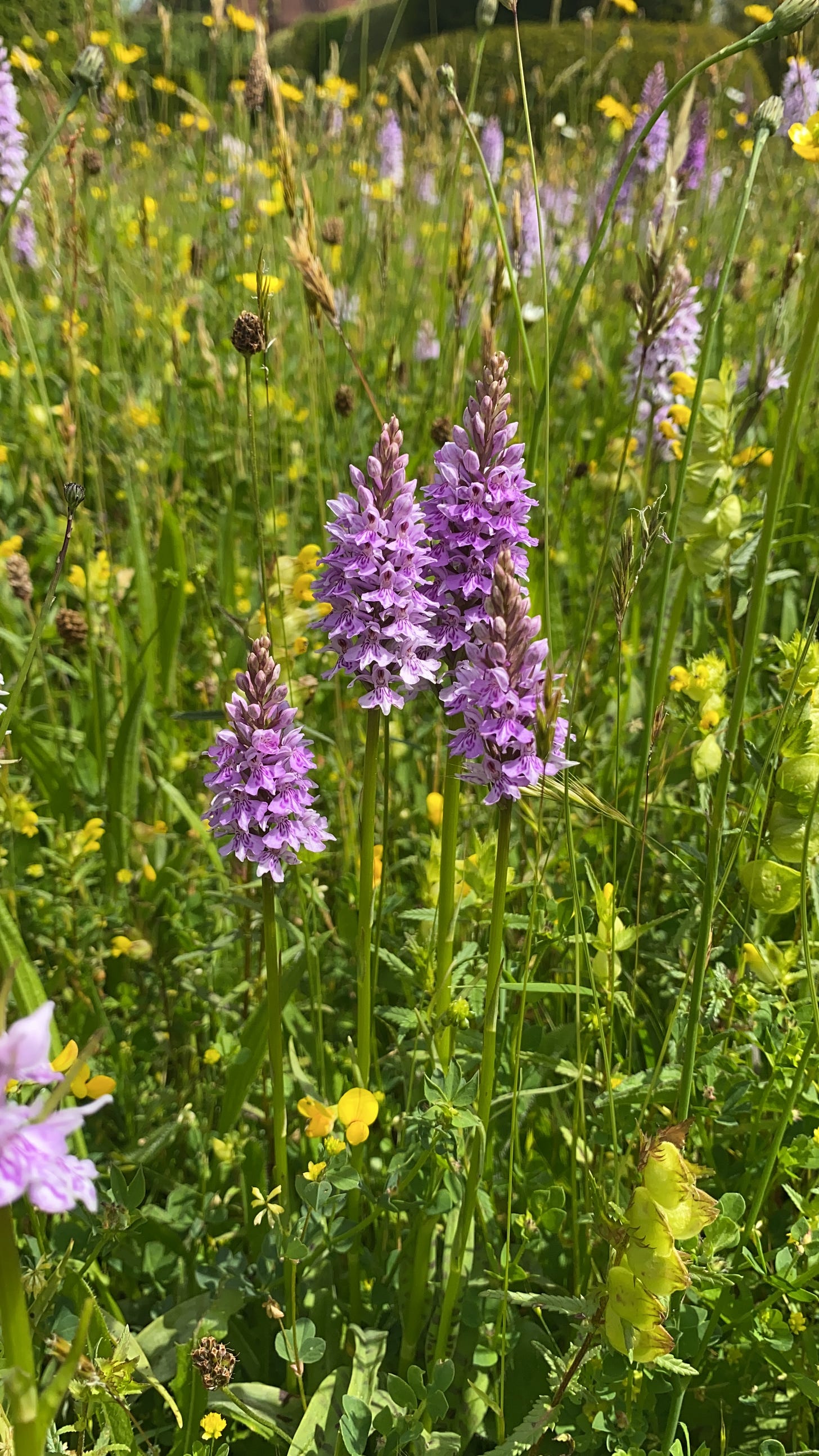 Orchids in the meadow at Great Dixter. Photo by Marianne Willburn
