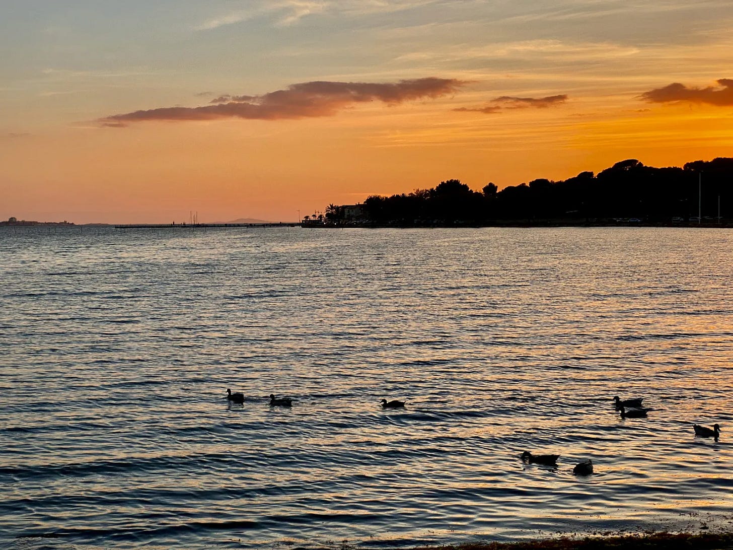 Les canards Les canards