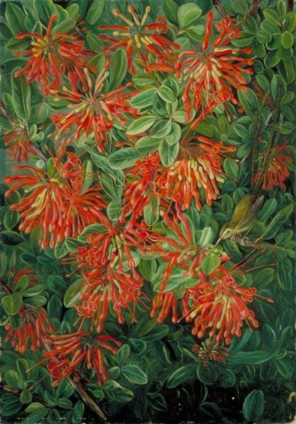 Burning Bush and Emu Wren of Chili, 1880 - Marianne North