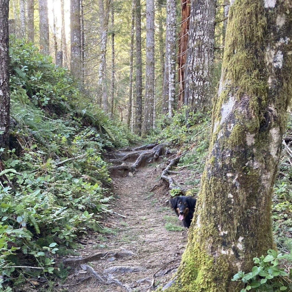 Black and brown dog peeking out from behind a tree in a forest
