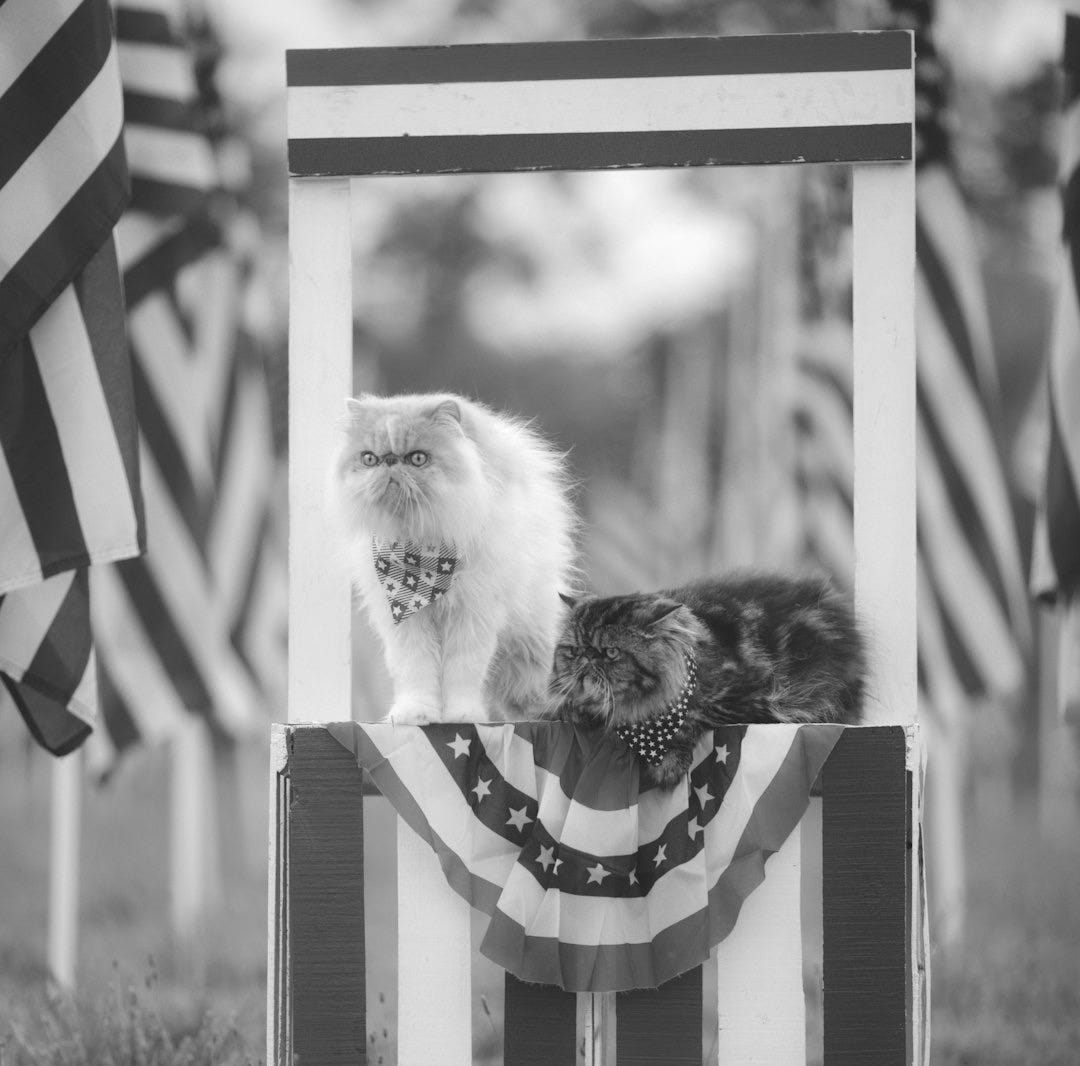 a cat sitting in a flag post