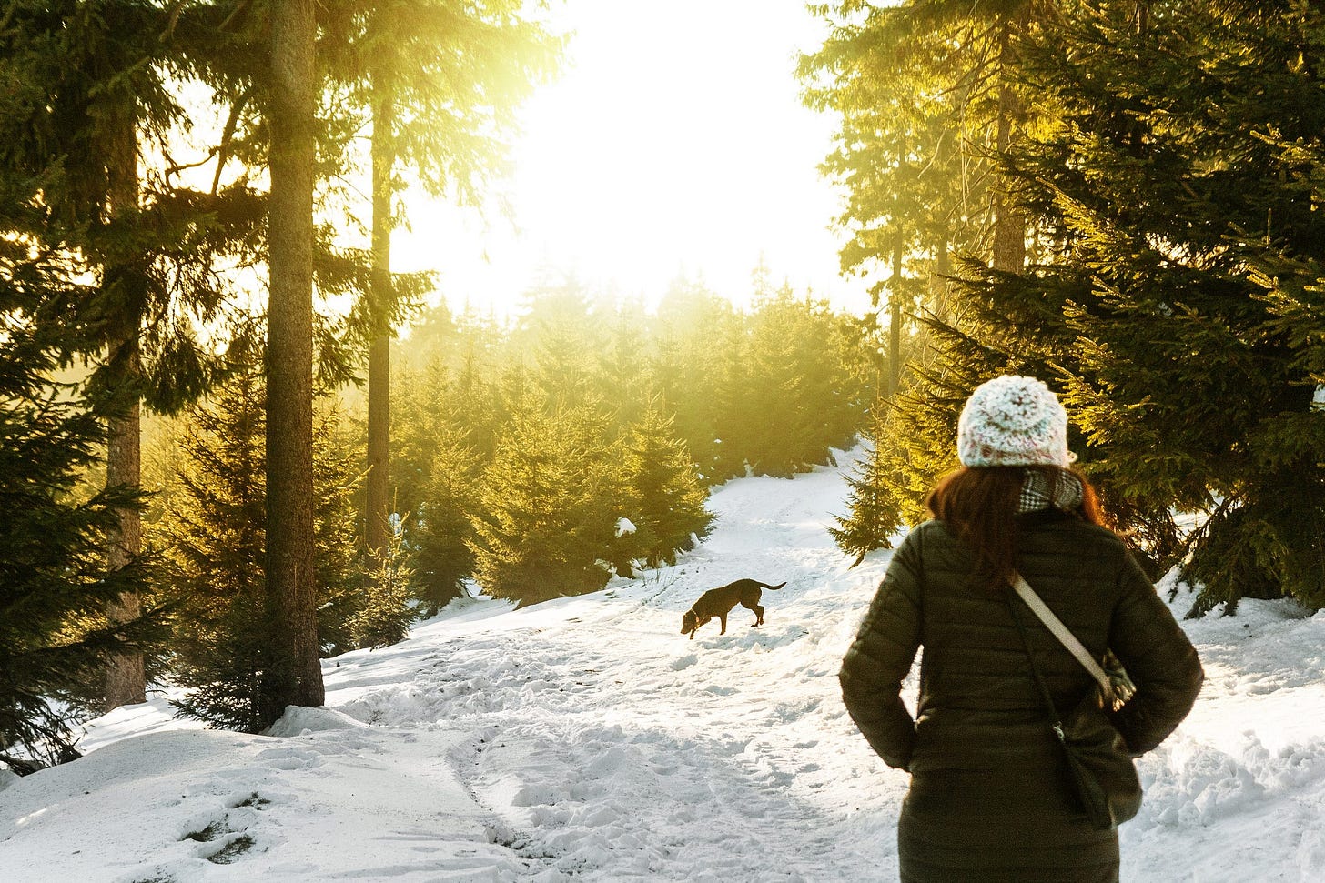 Rear view lady with dog, walking on snow in conifer wood