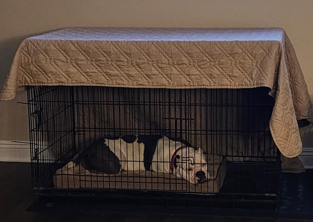 Dinky in crate