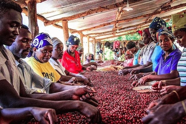 A Roaster's & Coffee Buyer's Guide to Rwandan Beans - Perfect Daily Grind