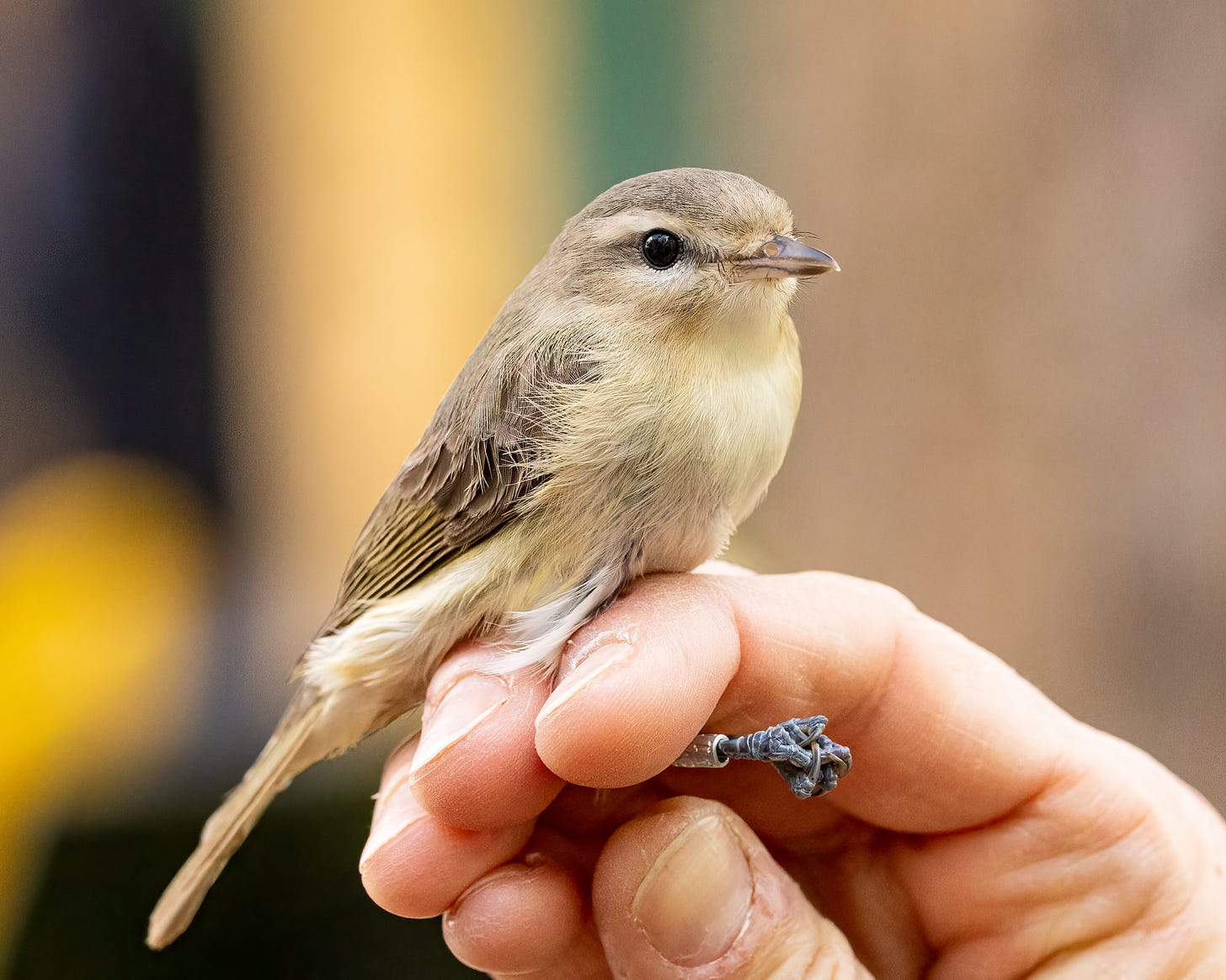 In this image, a human hand holds a warbling vireo, a rather drab gray bird with a faint cream-colored eye stripe.