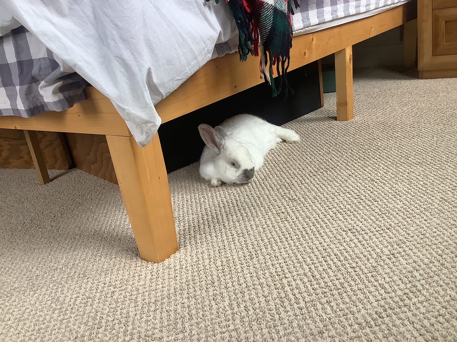 A white bunny lies on a beige carpet under a bed. His head is on his paws.