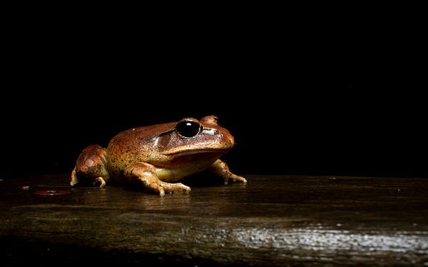 Frog in the rain Frog in the rain