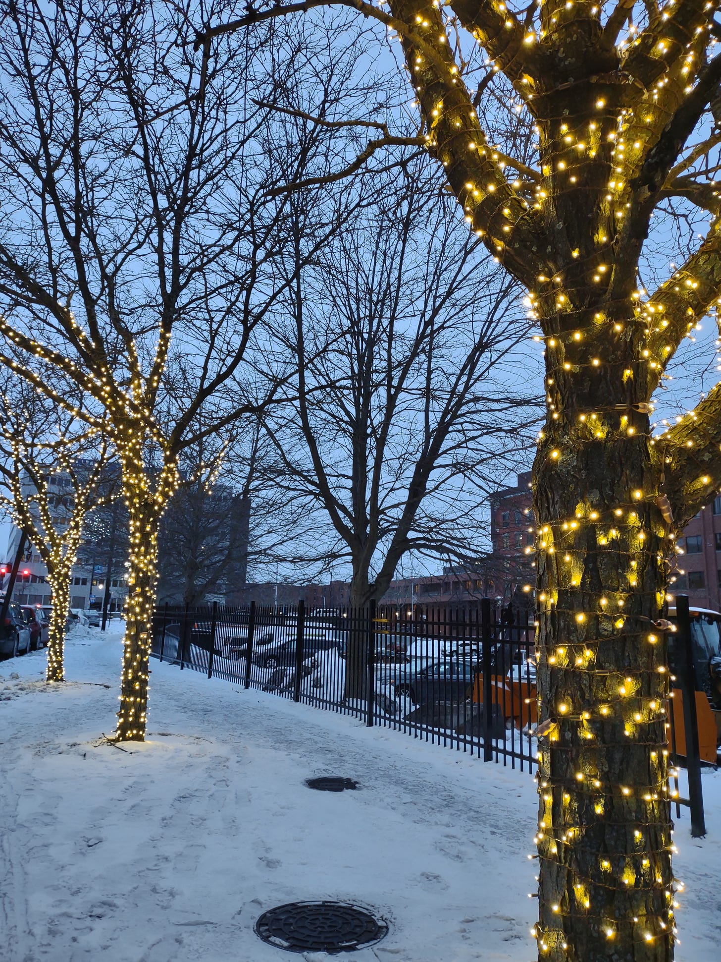 Providence; stringed lights around bare trees
