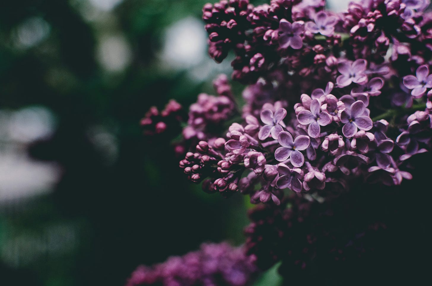 A photo of purple lilac blossoms against a background of dark green foliage.