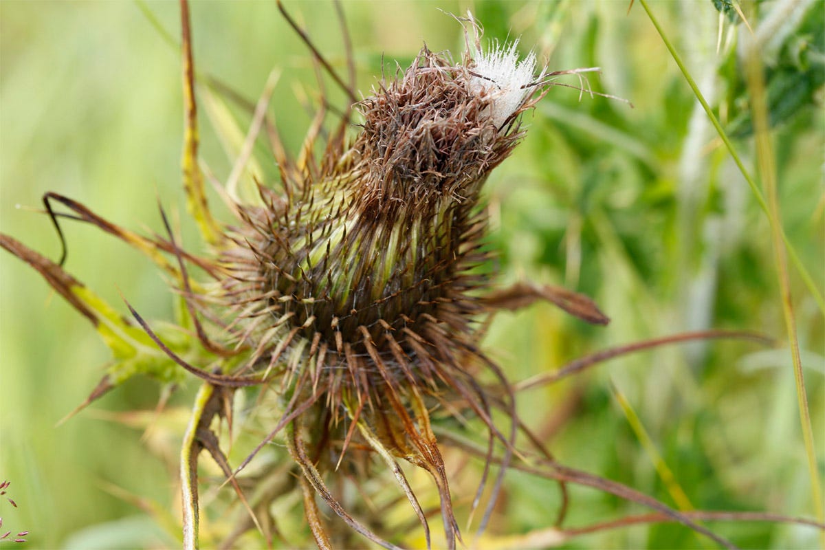 Faded flower of spear thistle (Cirsium vulgare) about to seed