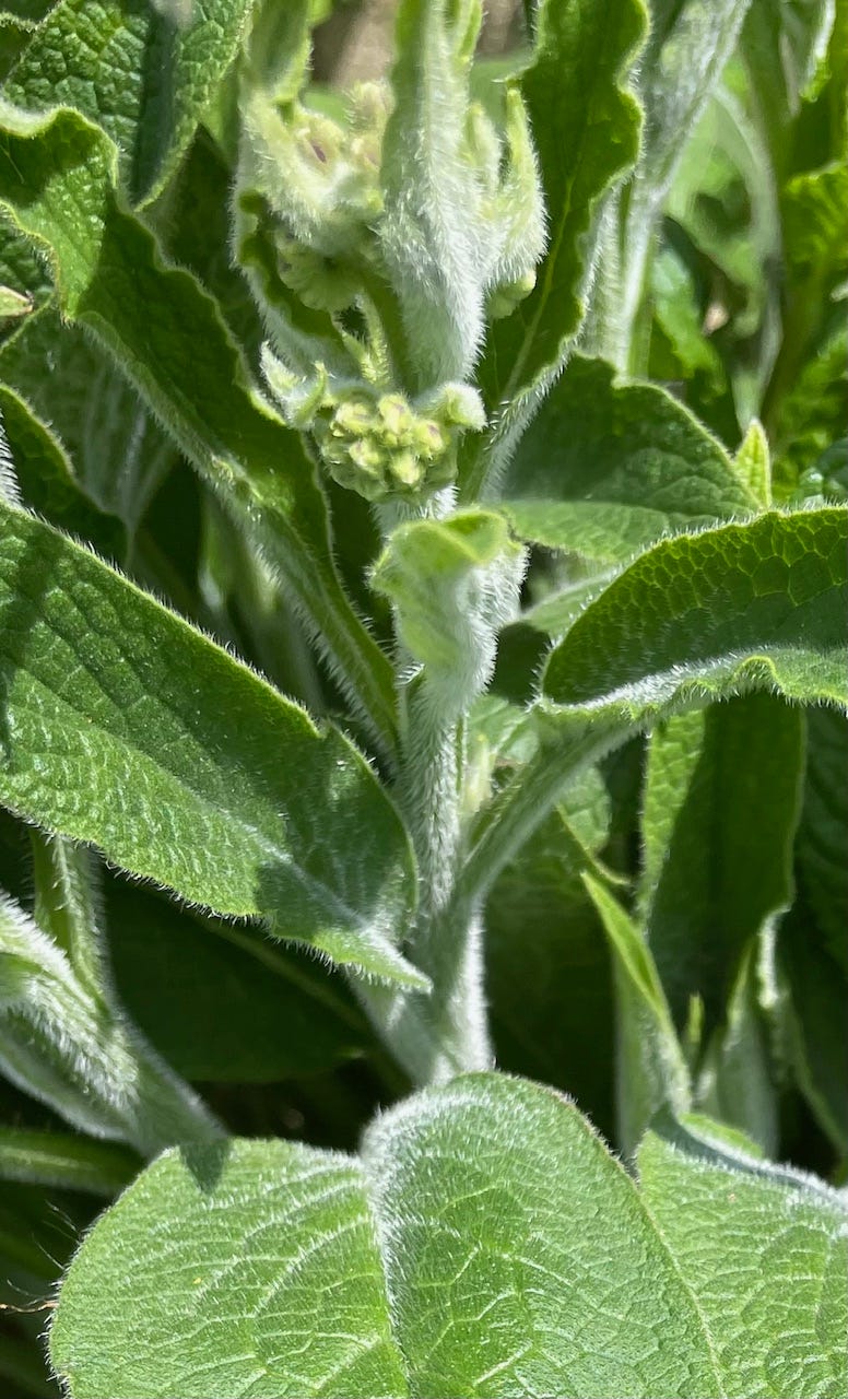 Russian comfrey, a  sterile hybrid cultivar