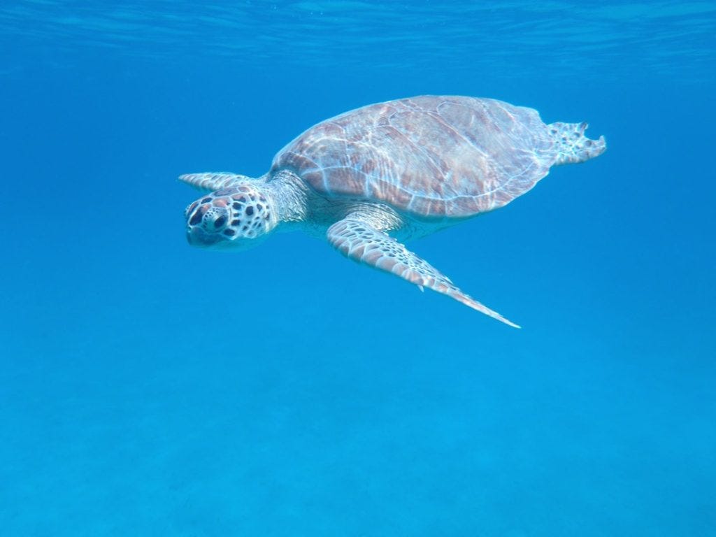 Beautiful sea turtles in Grand Cayman, Caribbean