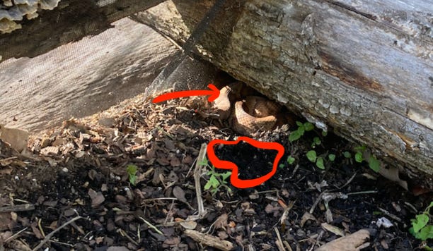 Coiled copperhead below a crossbar log, inches from where I had pulled weeds. Coiled copperhead below a crossbar log, inches from where I had pulled weeds.