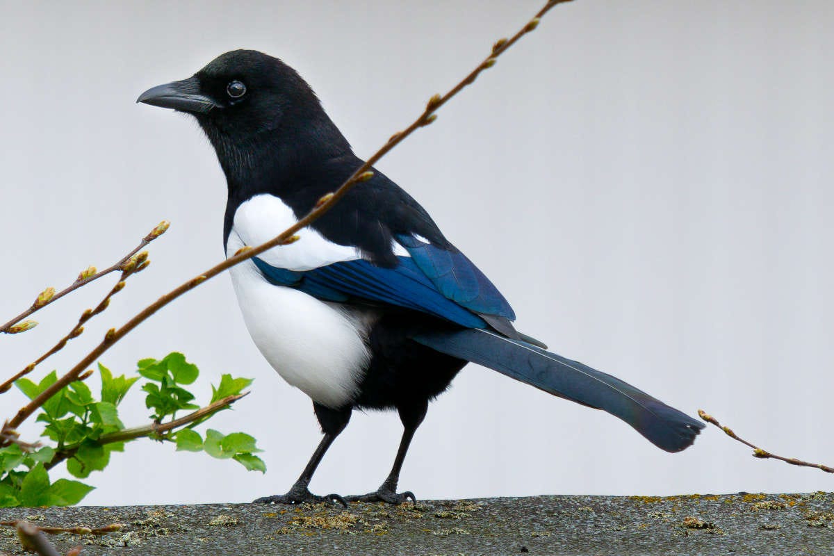 una urraca, con su barriga blanca y su cola azul, de espaldas, posada sobre una rama