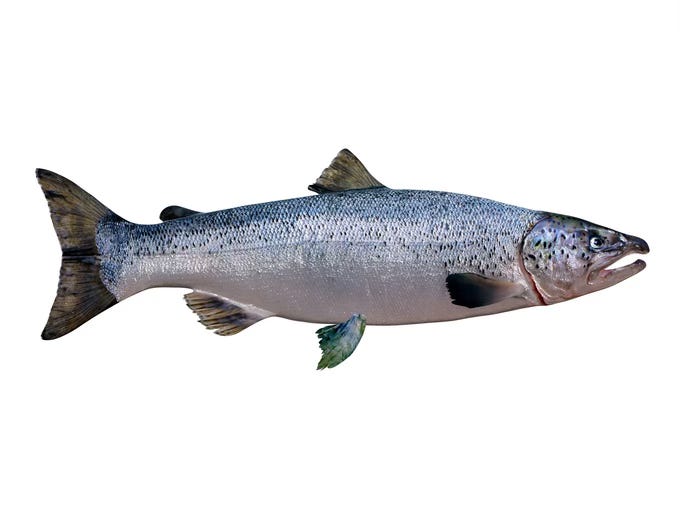Atlantic salmon. Image credit: iStock Photos.