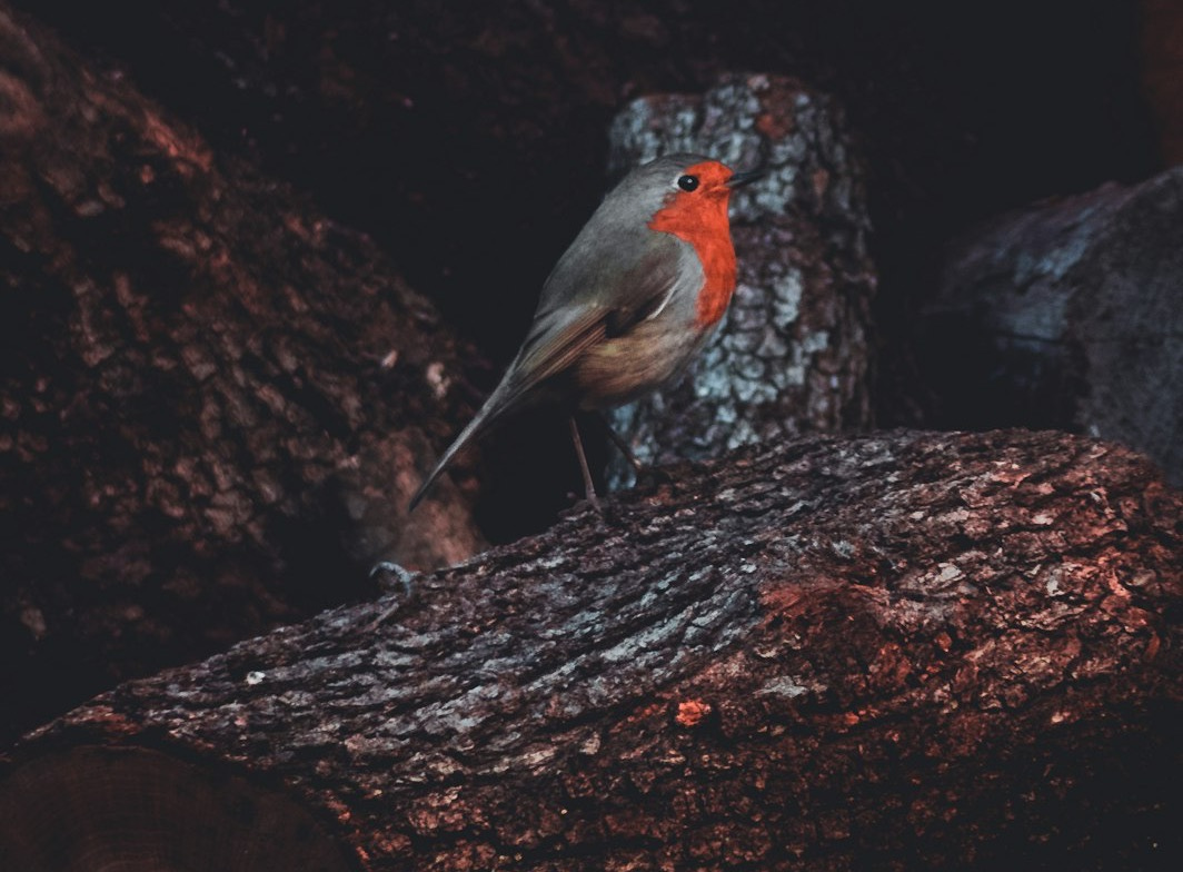 gray and orange bird on tree