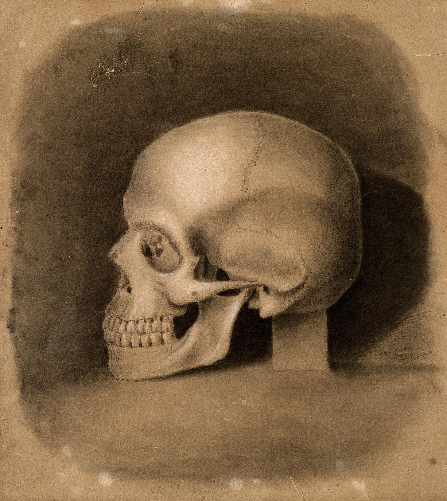 A skull is seen in profile, facing the left of the image.