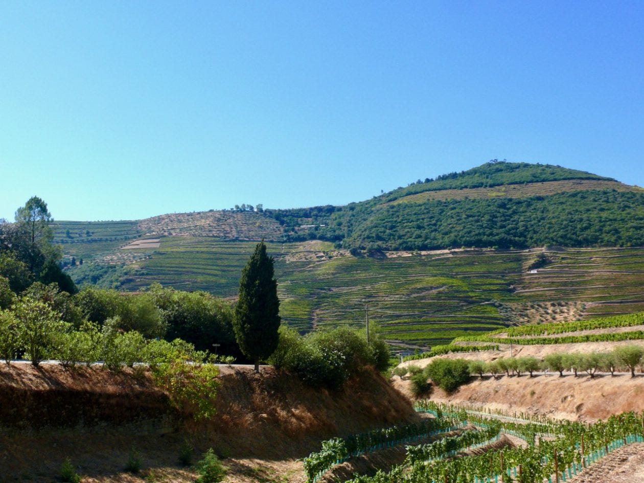 Terraced vineyards in the Douro