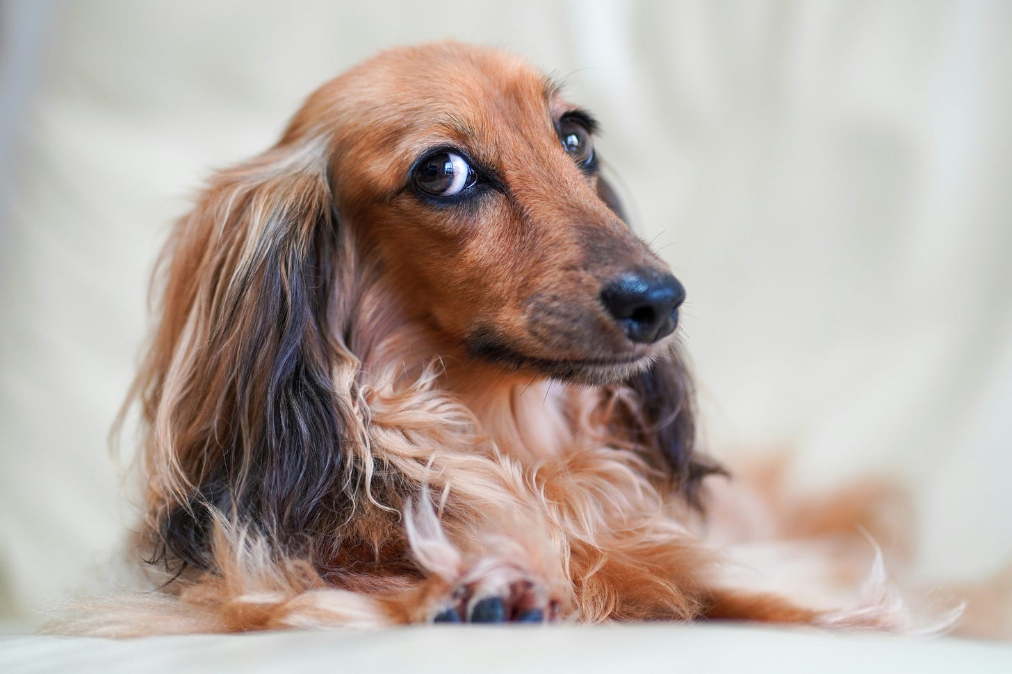A long-haired buff colored dachshund giving side-eye