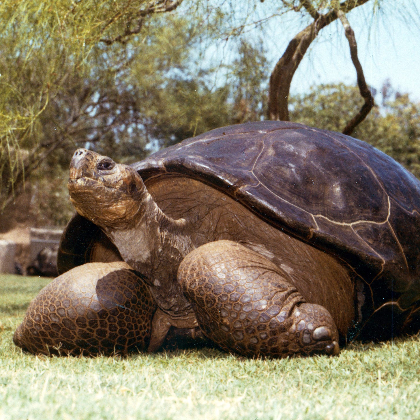 150-year-old tortoise dies at San Diego Zoo | MPR News