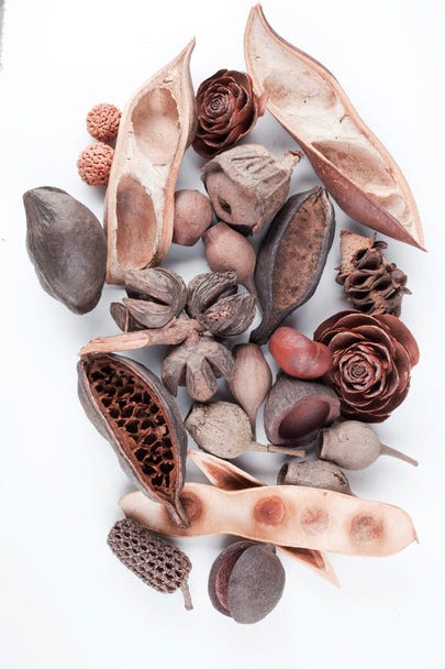 Collection of dried seed pods from various plants on white background