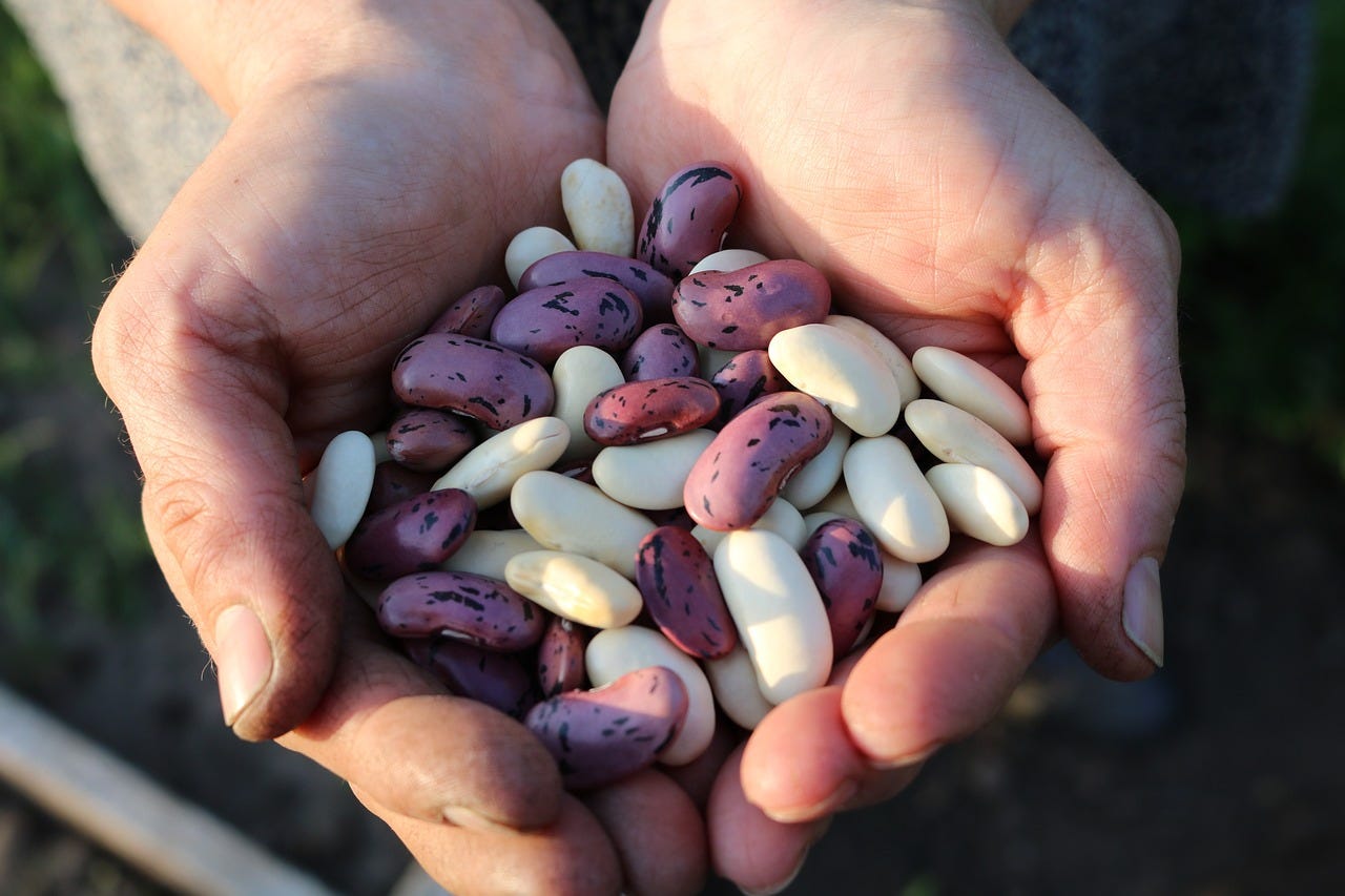 two hands cupped holding various colors of dried beans