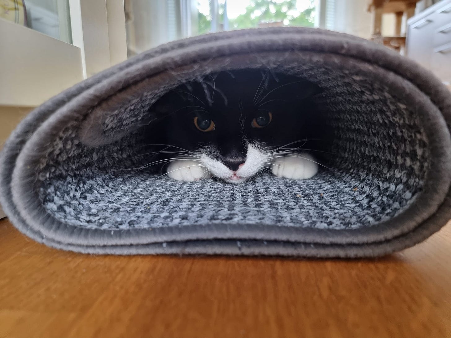 Loki the cat inside a carpet