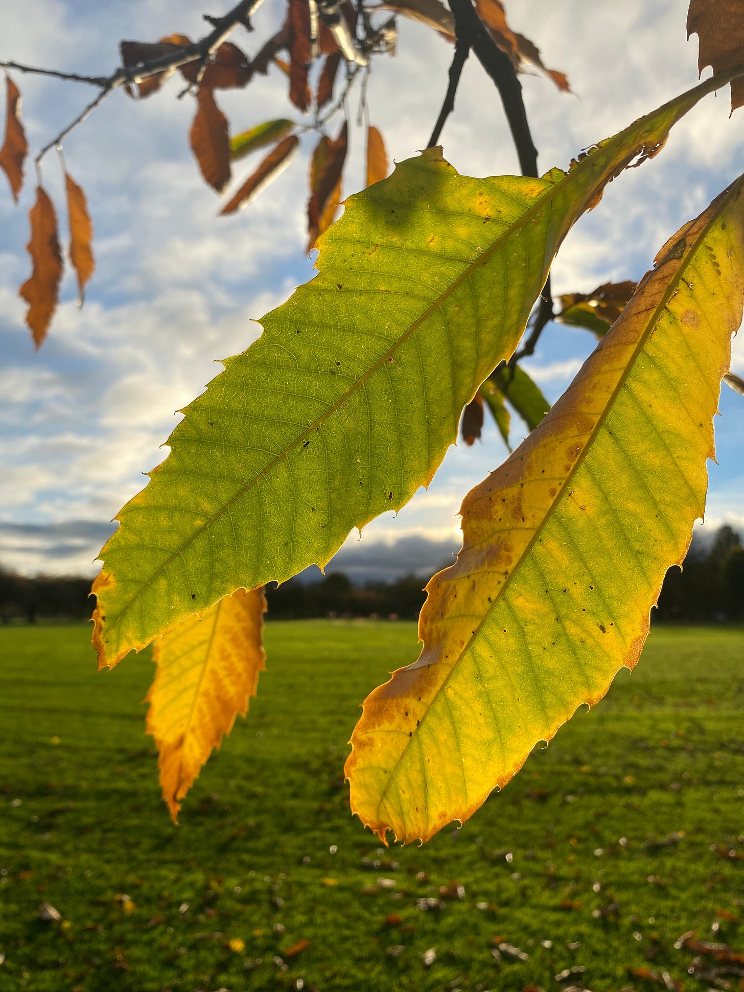Image of green/yellow leaves against a bright blue sky.