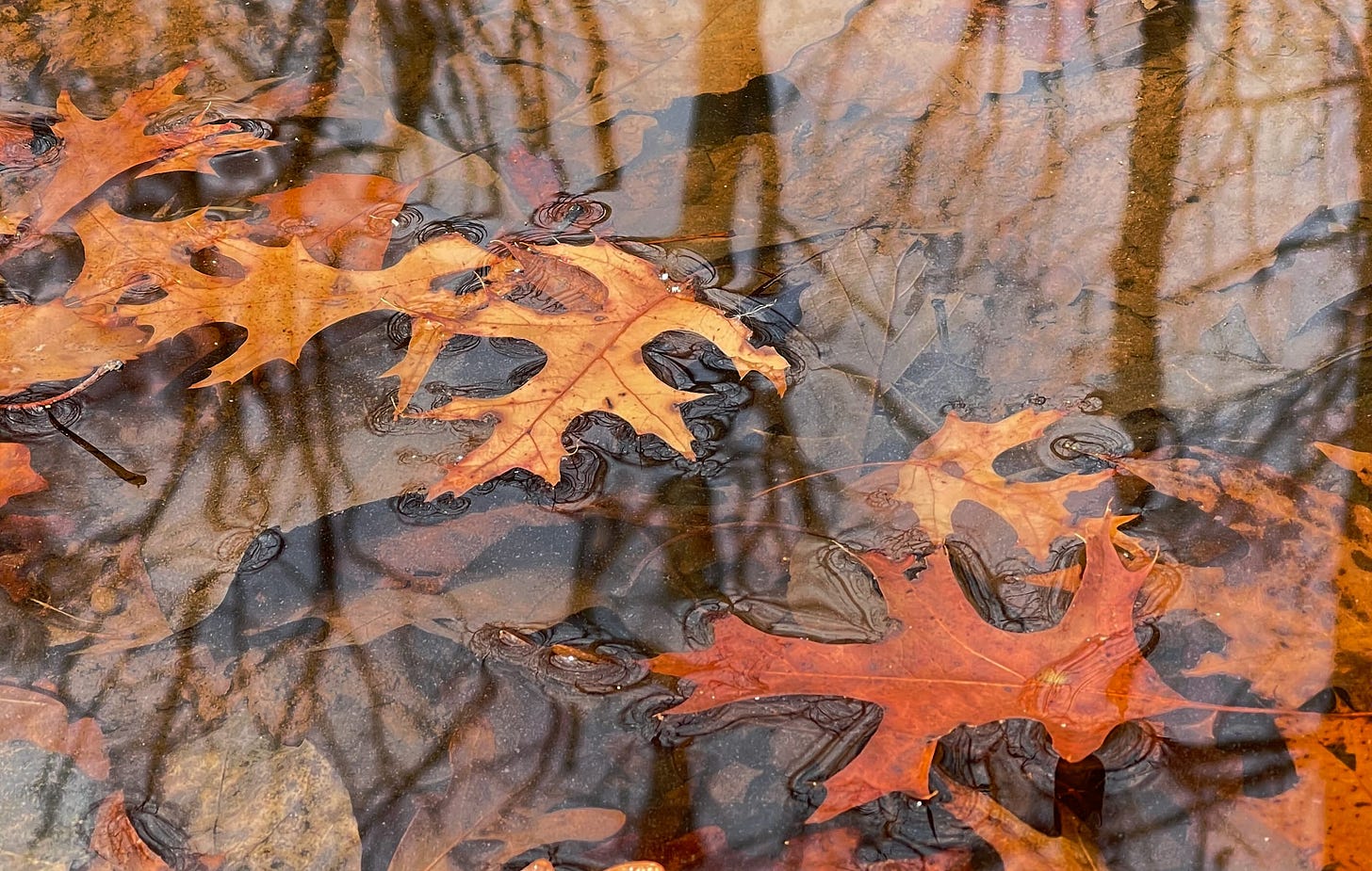 yellow and orange leaves floating in shallow water with gray leaves under water and trees reflecting on the water