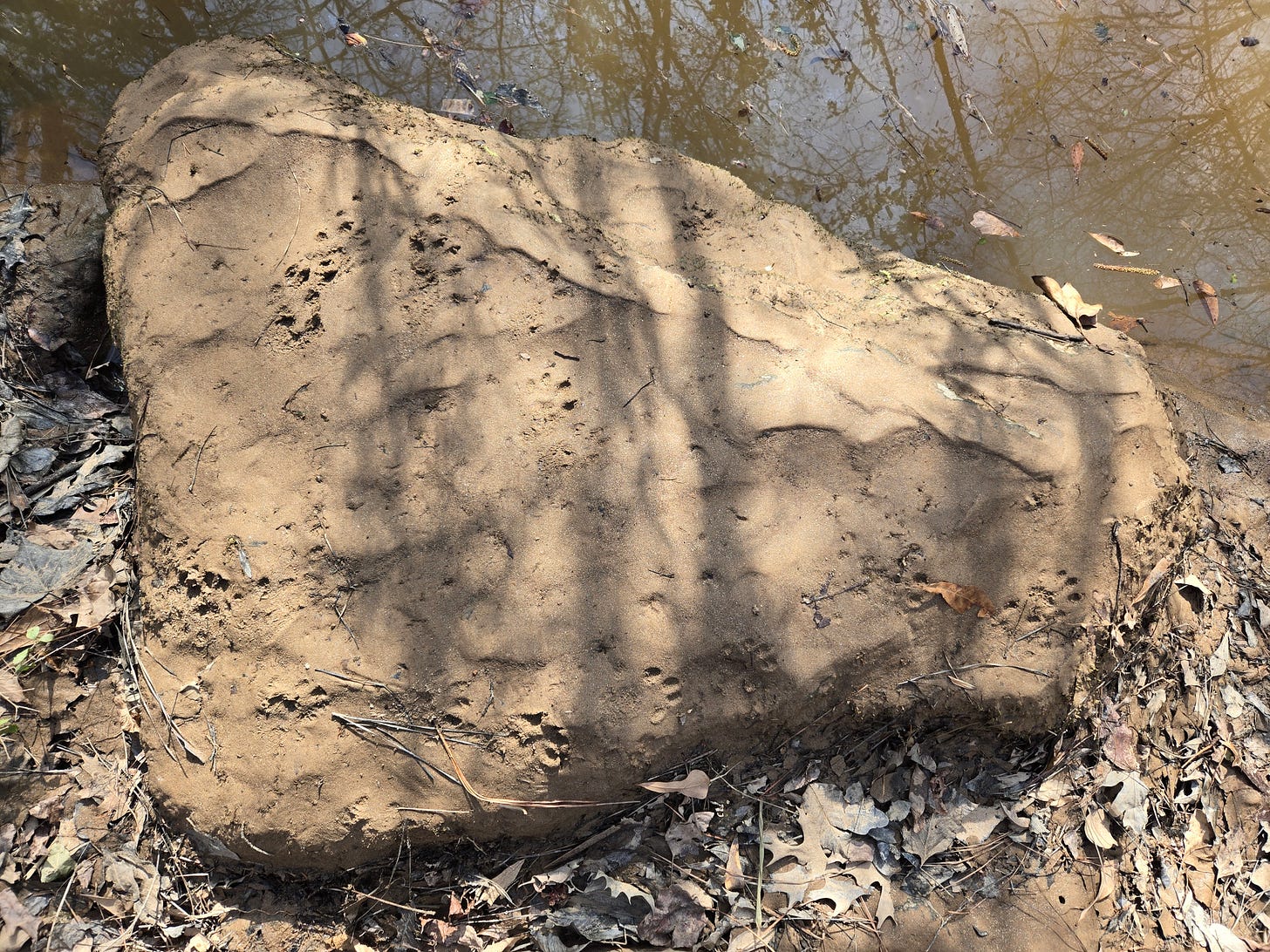 Tracks cover a rock next to water Tracks cover a rock next to water