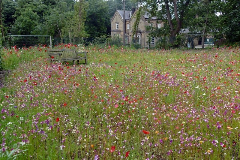 Wildflower Meadow Wildflower Meadow
