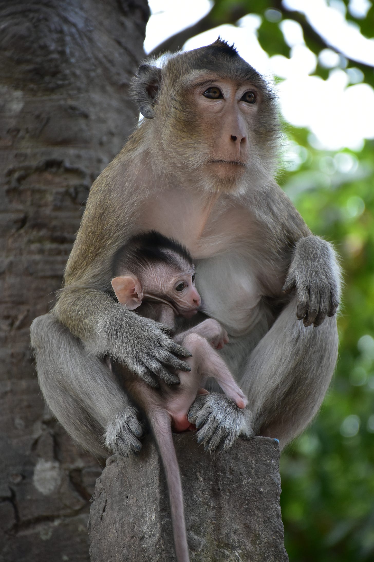 An adult long-tailed macaque cradles an infant macaque.