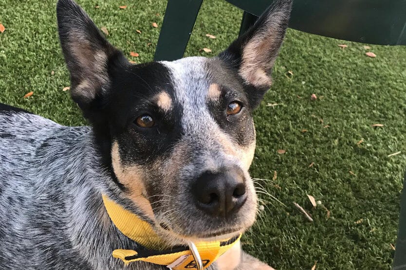 Scout the Australian cattle dog at a group dog training obedience class