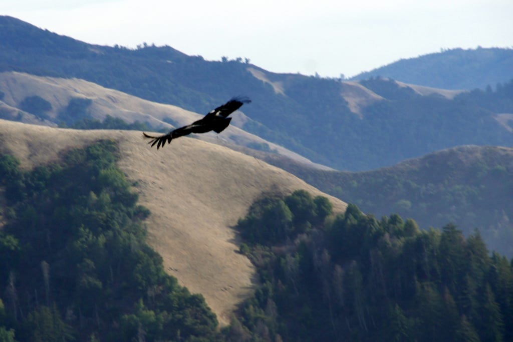 Kingpin buzzing right by us high up on Ewoldsen Loop trail.