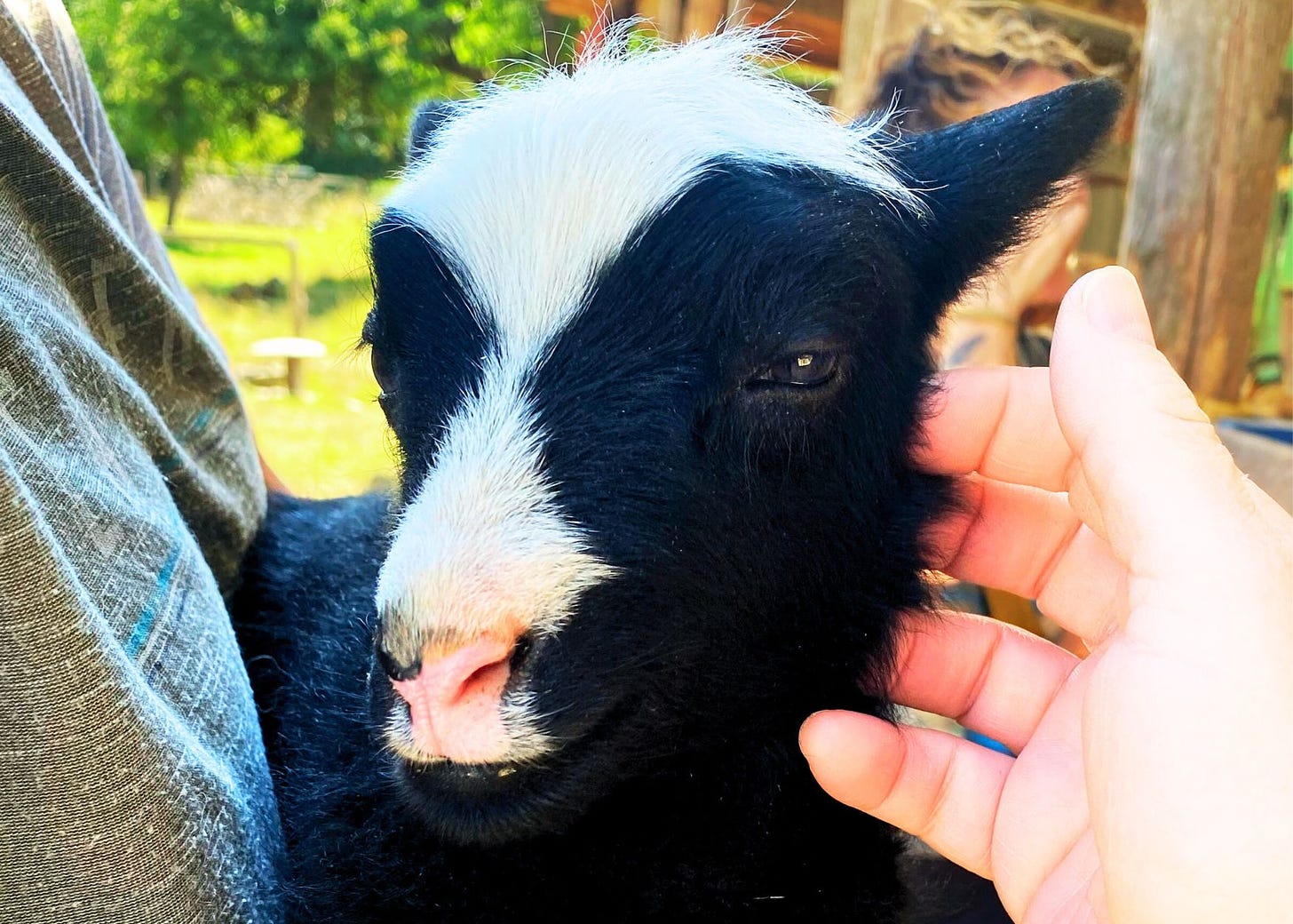 A baby goat being held and pet.