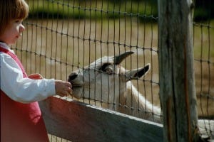 finger nibbles