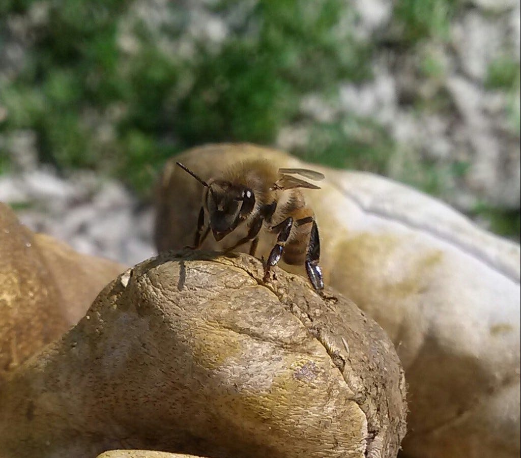 Honey Bees May Fight Off Viruses With Help From Fungi | Discover Magazine