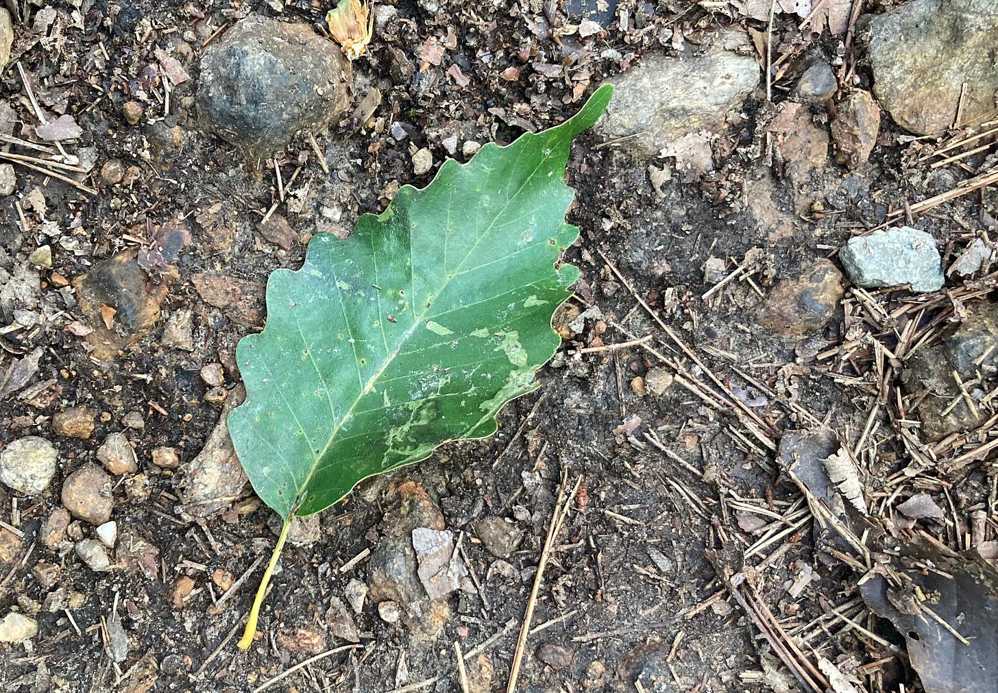 green chestnut oak leaf on the forest floor