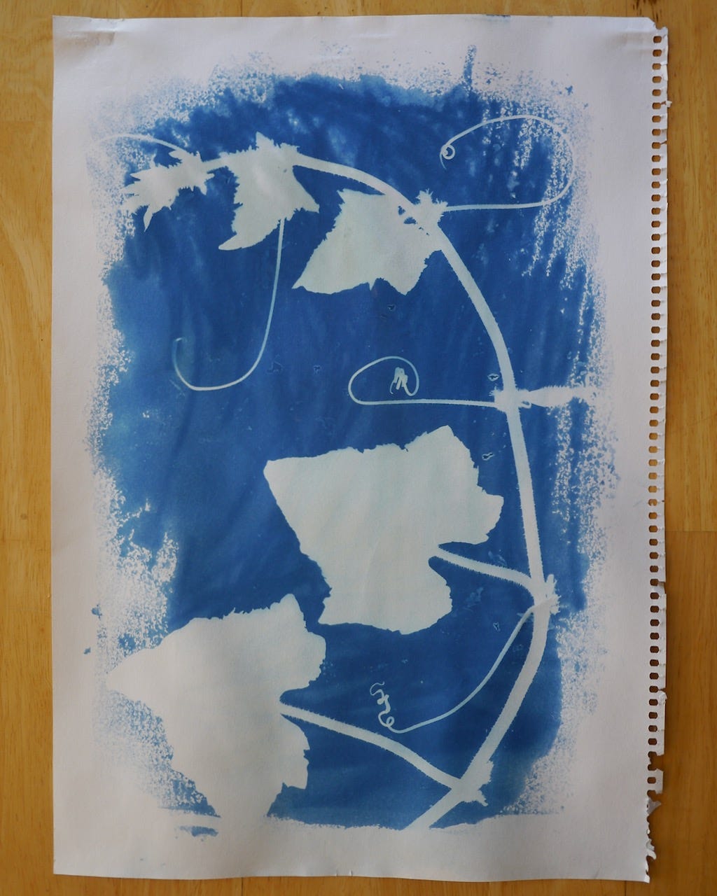 National pickler cucumber vine Cucumis sativus, sunlight, cyanotype. National pickler cucumber vine Cucumis sativus, sunlight, cyanotype.