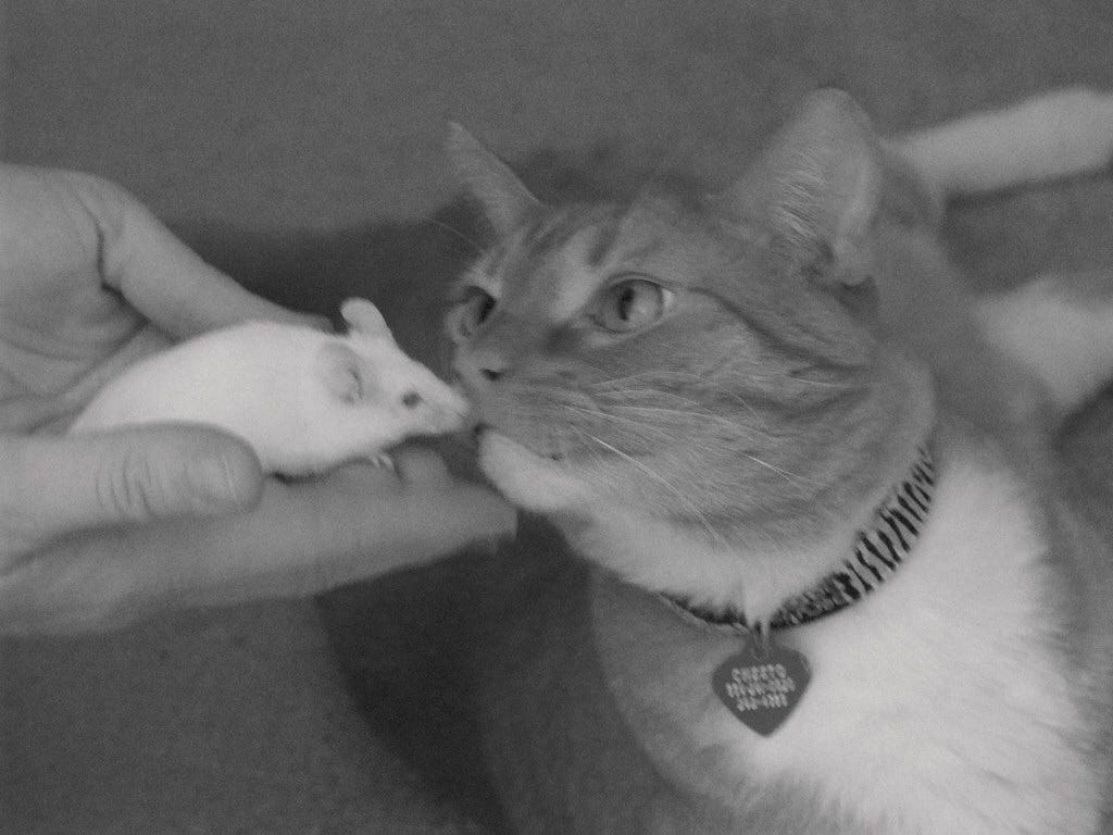 White mouse held in hand while fat cat Cheeto is sniffing the mouse while laying down