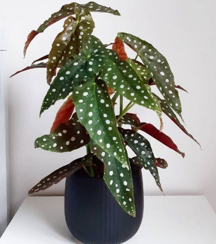 Begonia Maculata (Polka Dot Begonia) Growing and Care