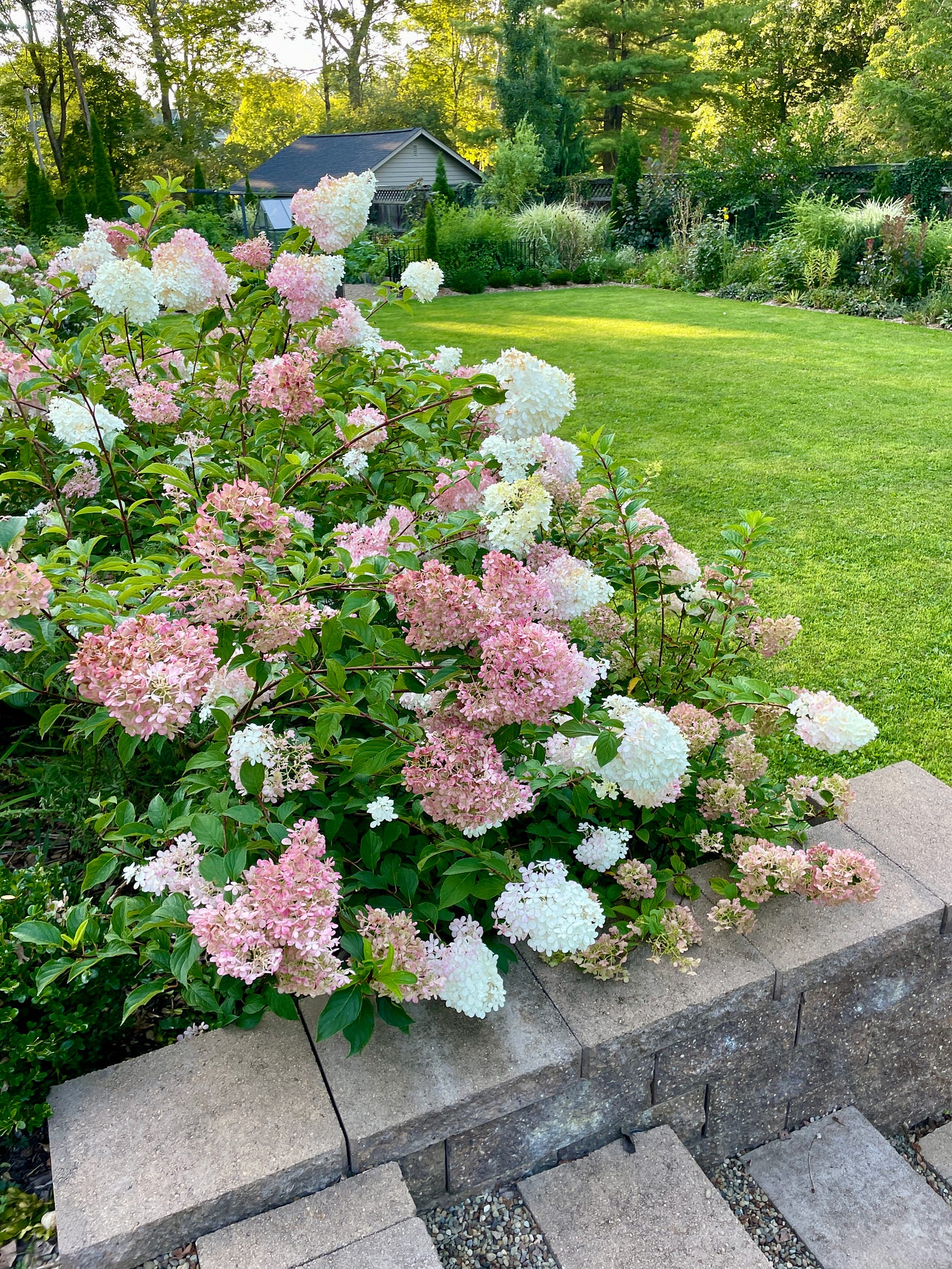 Hydrangea ‘Vanilla Strawberry’ near the northern set of steps down to the lawn.