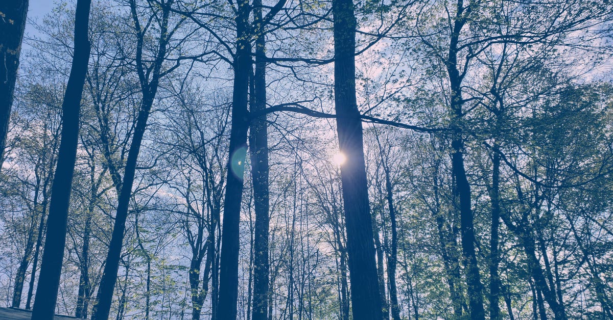 trees in a forest as the sunlight peaks through. the image is slightly altered with a pinkish undertone.