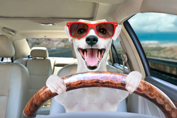 4,700+ Dog Driving Car Stock Photos, Pictures & Royalty-Free ...