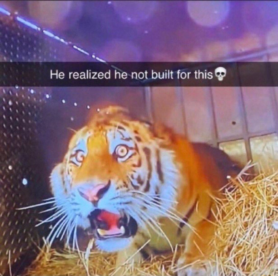 An image of a tiger with a shocked and anxious expression, captioned "He realized he not built for this"