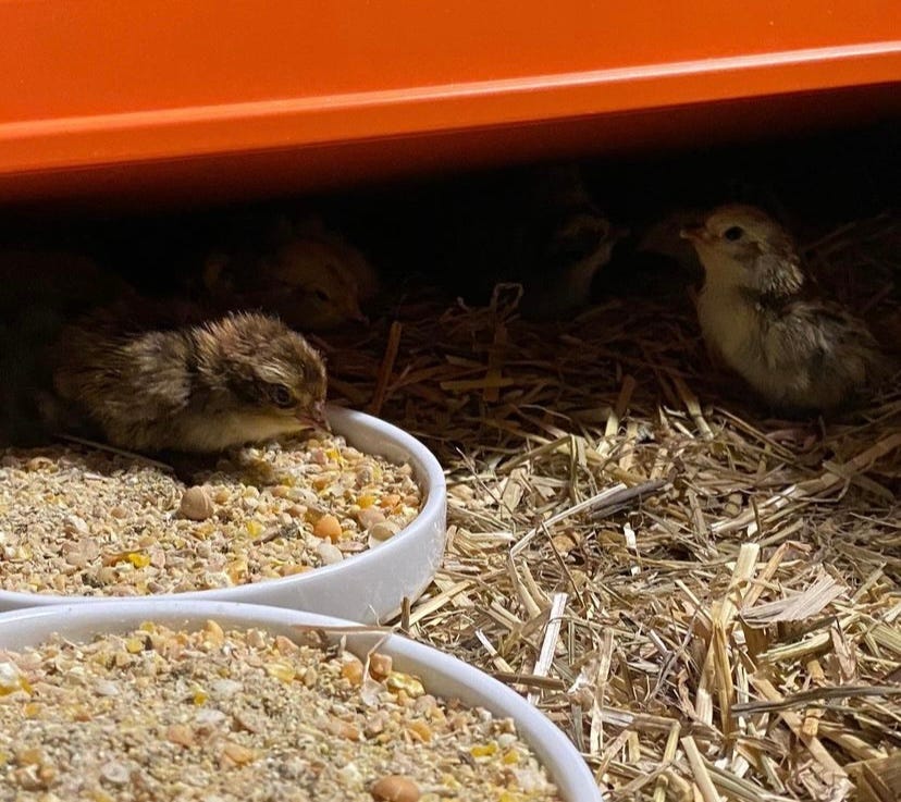 two quail chicks on straw with circular feed dishes